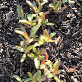 Photo of the plant species Sea Purslane by @Ananyaplantluv1 named Rainier on Greg, the plant care app