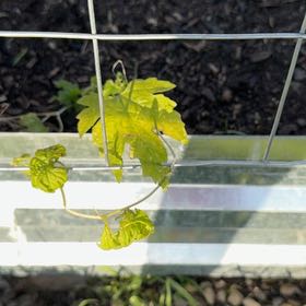 Photo of the plant species Bitter Squash by @Ananyaplantluv1 named Taylor Swift on Greg, the plant care app