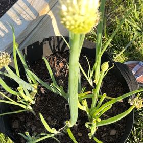 Photo of the plant species Bulb Onion by @Ananyaplantluv1 named Tolkien on Greg, the plant care app