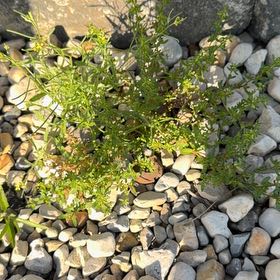 Photo of the plant species Poorman Pepperweed by @Ananyaplantluv1 named Harmony on Greg, the plant care app