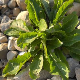 Photo of the plant species Rumex Crispus by @Ananyaplantluv1 named McKinley on Greg, the plant care app