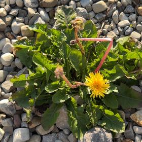 Photo of the plant species Blowball by @Ananyaplantluv1 named Madonna on Greg, the plant care app