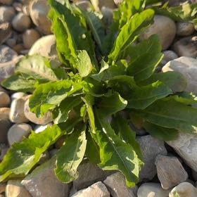 Photo of the plant species Rumex Crispus by @Ananyaplantluv1 named Mochi on Greg, the plant care app