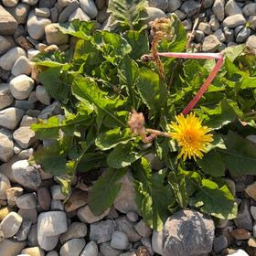Photo of the plant species Blowball by @Ananyaplantluv1 named Navajo on Greg, the plant care app