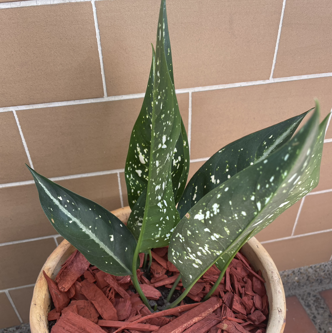 Photo of the plant species Chinese Evergreen by @BlazingKohleria named Ali x 2 on Greg, the plant care app