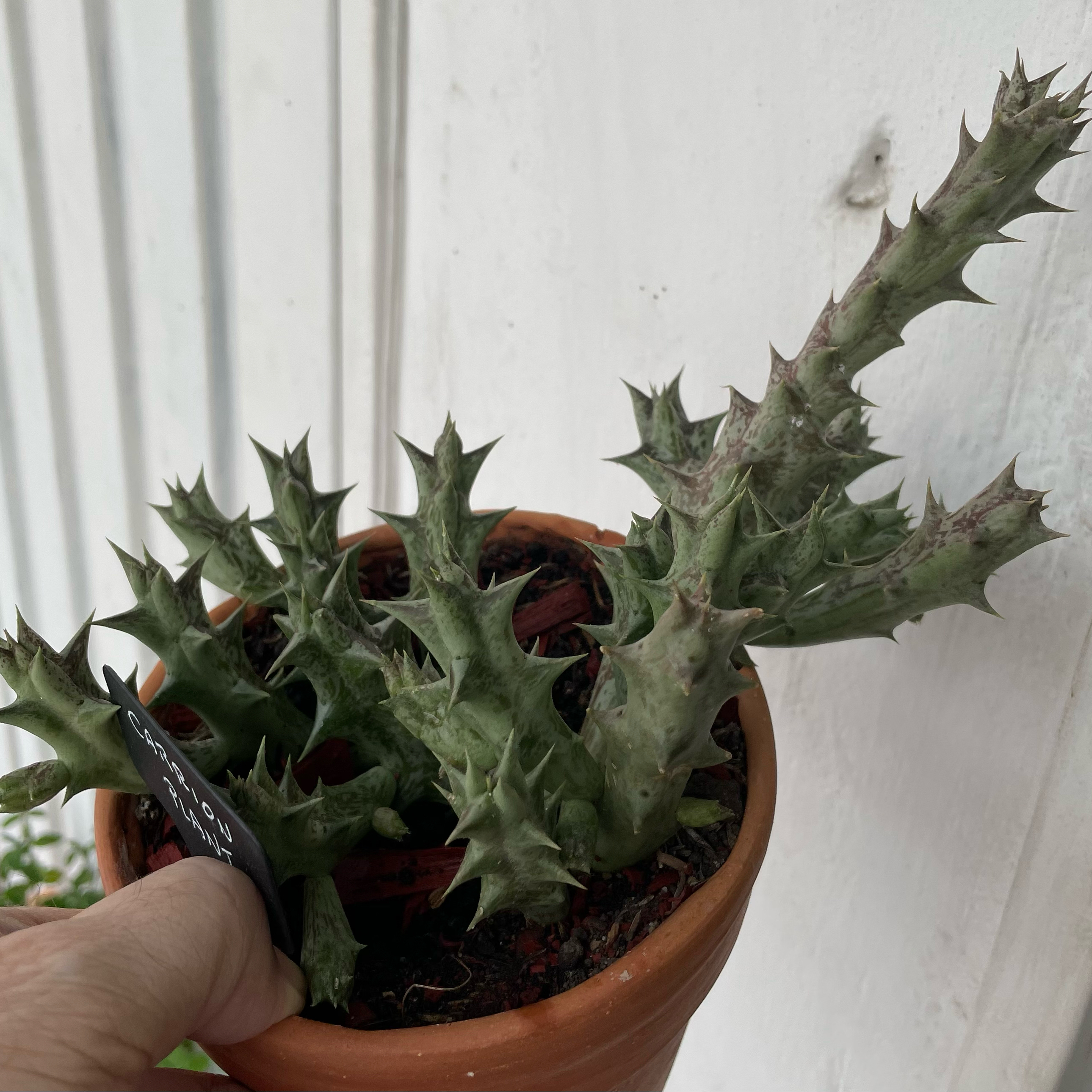 Photo of the plant species carrion plant by @BlazingKohleria named Orwell on Greg, the plant care app