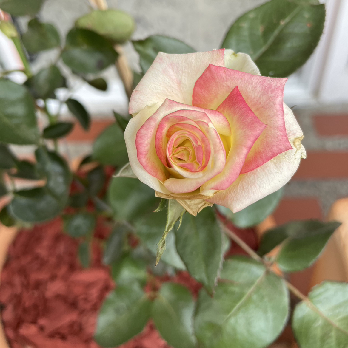 Tea Rose plant with a pink and white flower, healthy green leaves, and visible soil.