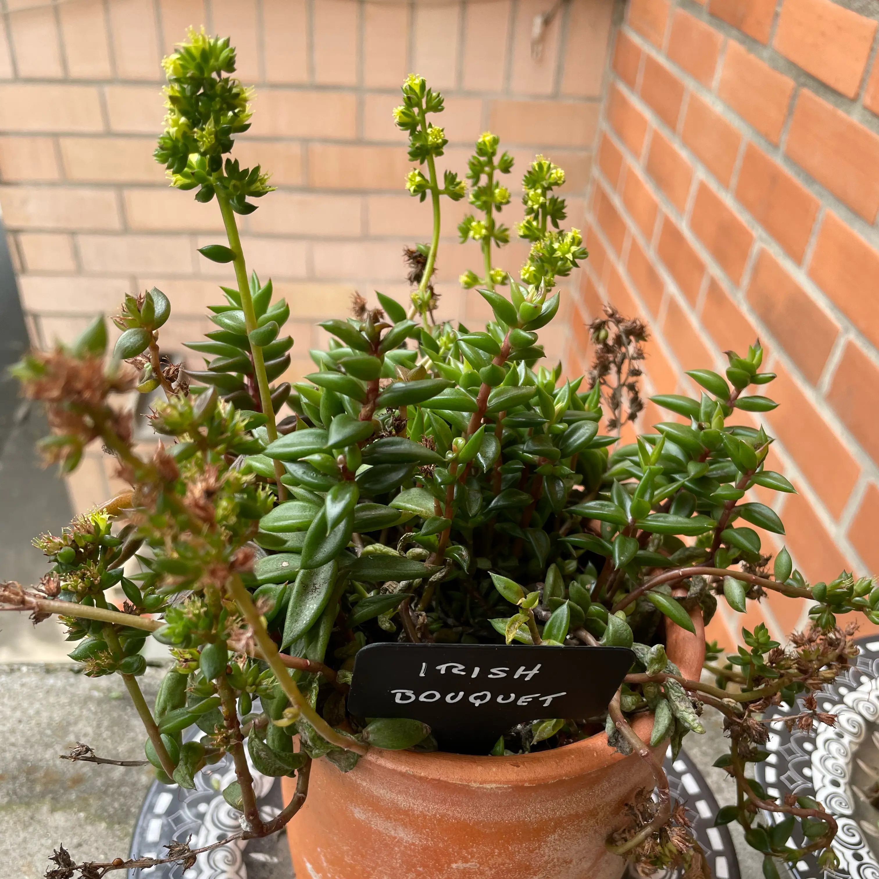 Photo of the plant species Irish Bouquet by @BlazingKohleria named Nithin on Greg, the plant care app