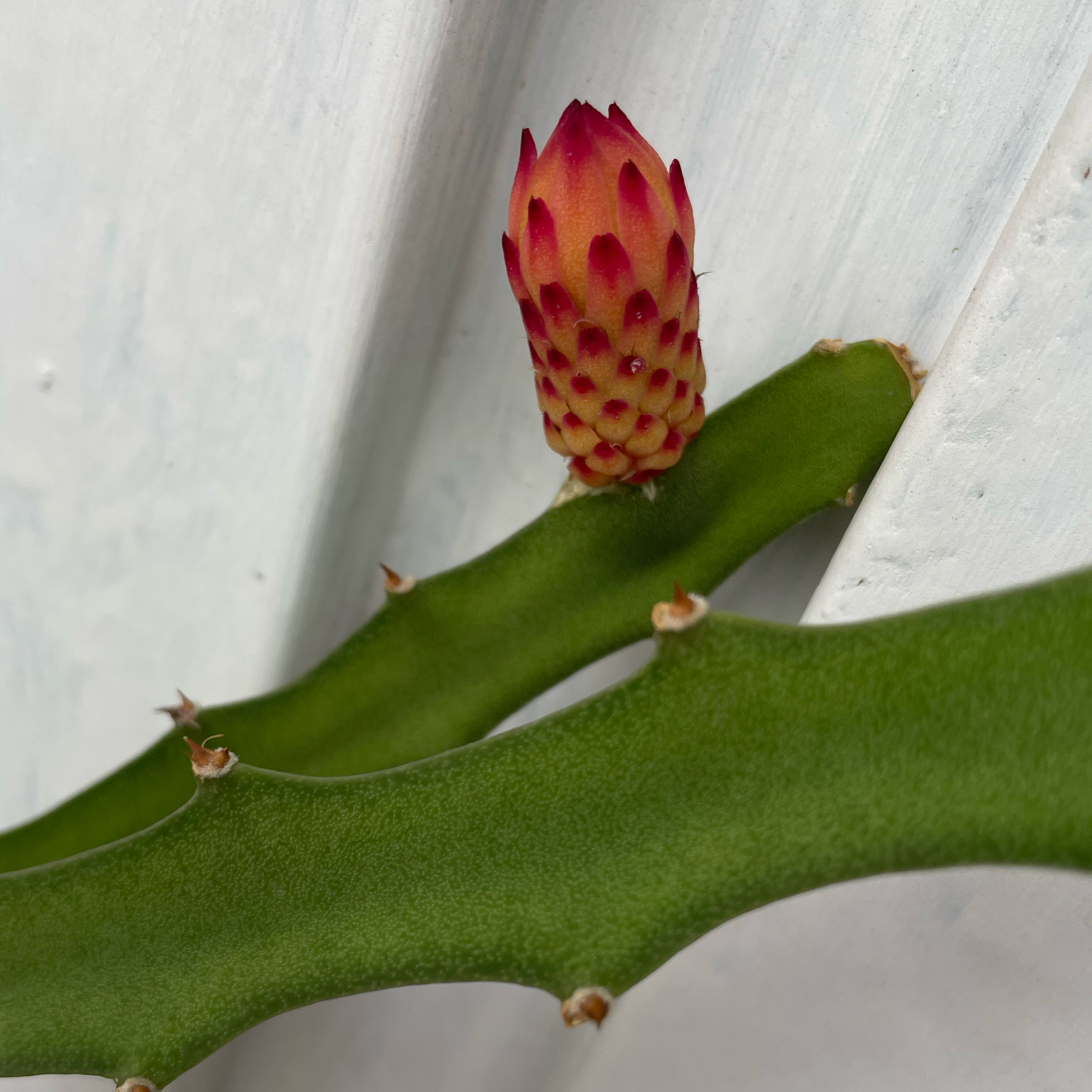 Photo of the plant species Yellow Pitaya by @BlazingKohleria named Greg on Greg, the plant care app