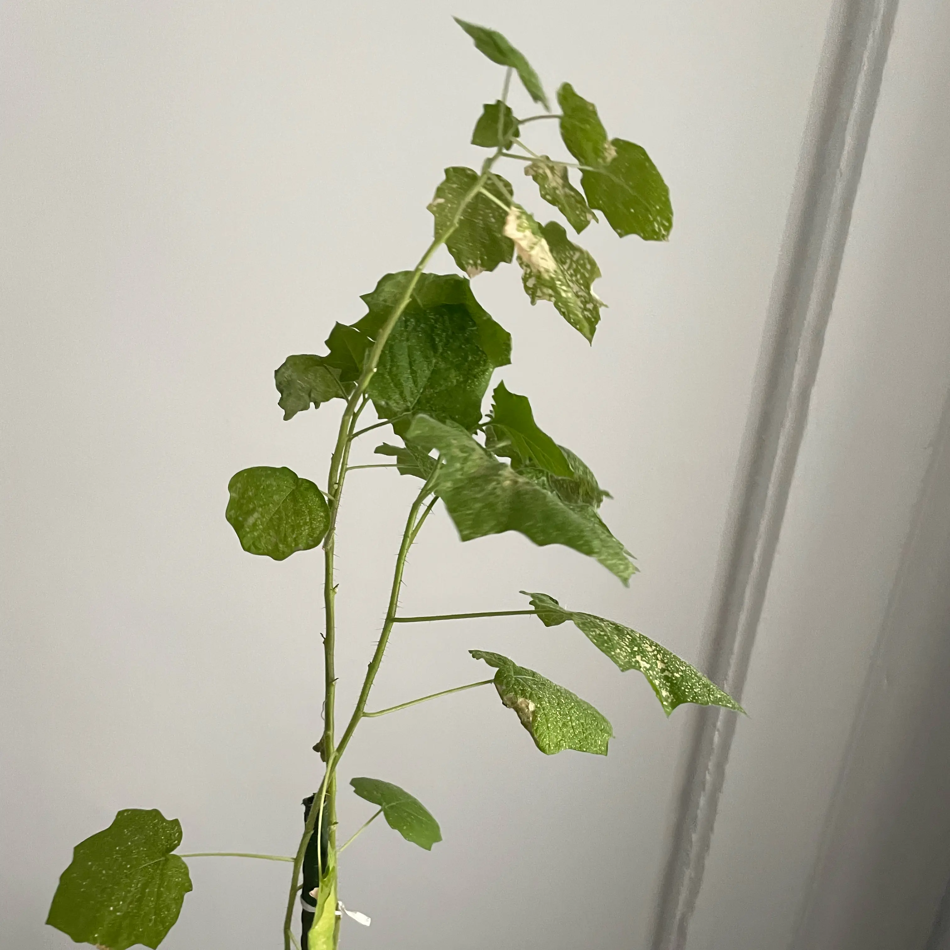 Photo of the plant species Nightshade by @BlazingKohleria named Scarlett on Greg, the plant care app