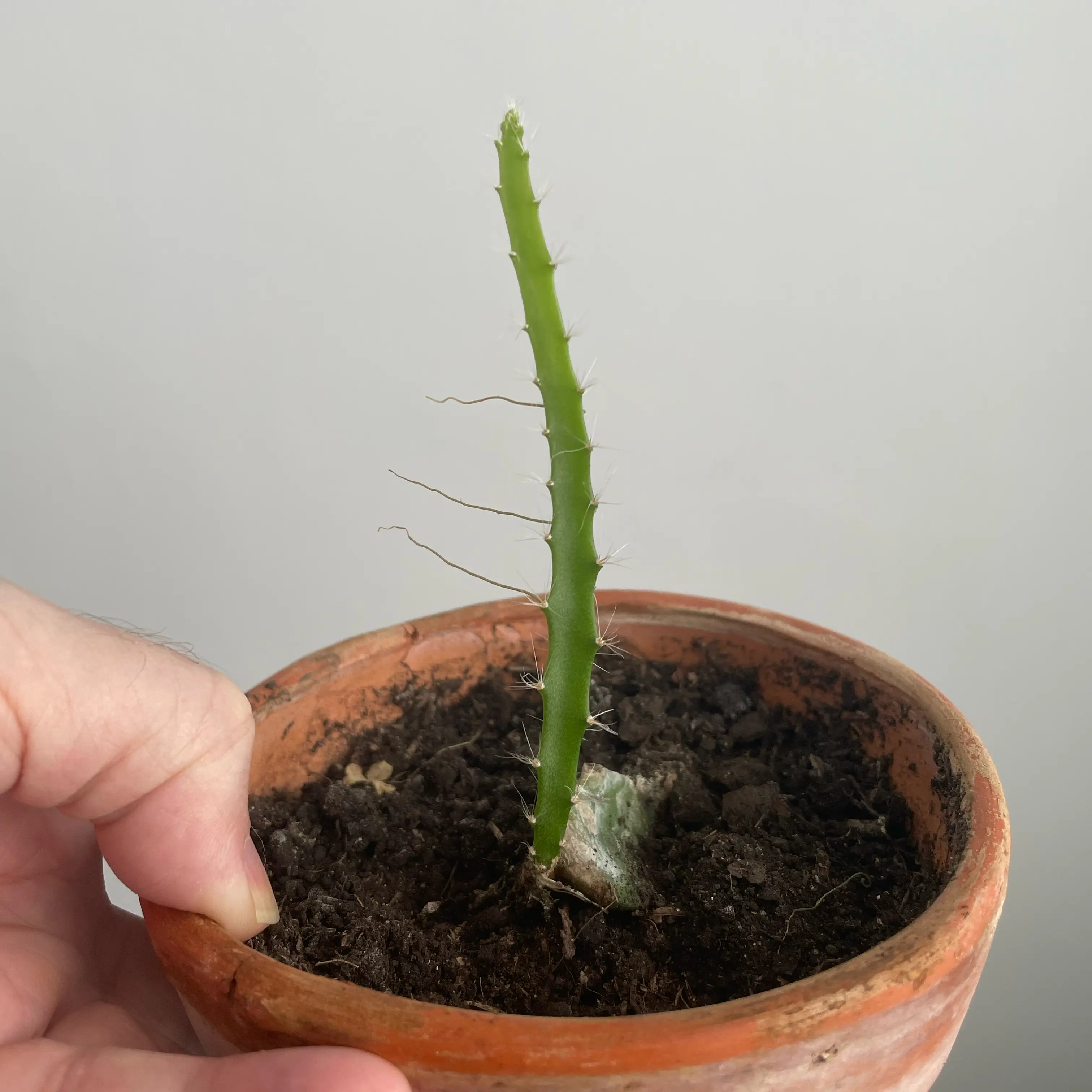 Photo of the plant species Yellow Pitaya by @BlazingKohleria named Eva on Greg, the plant care app