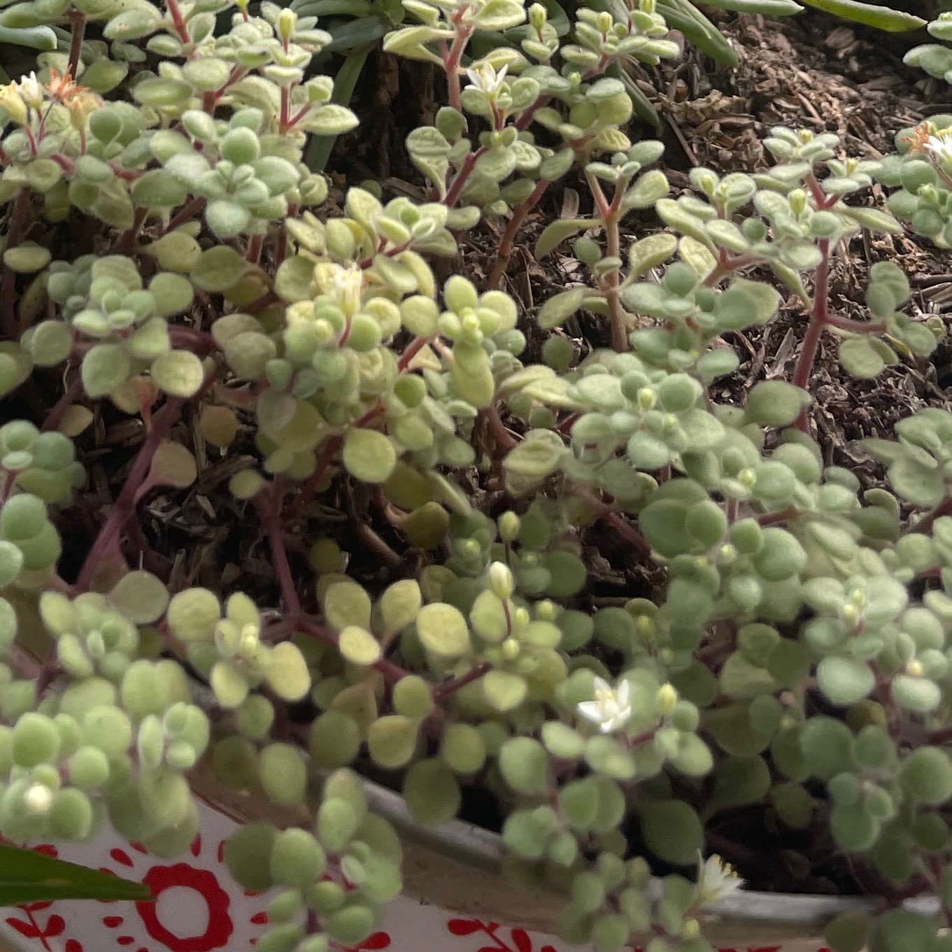 Cluster of Woodland Stonecrop plants with green, fleshy leaves in well-drained soil.