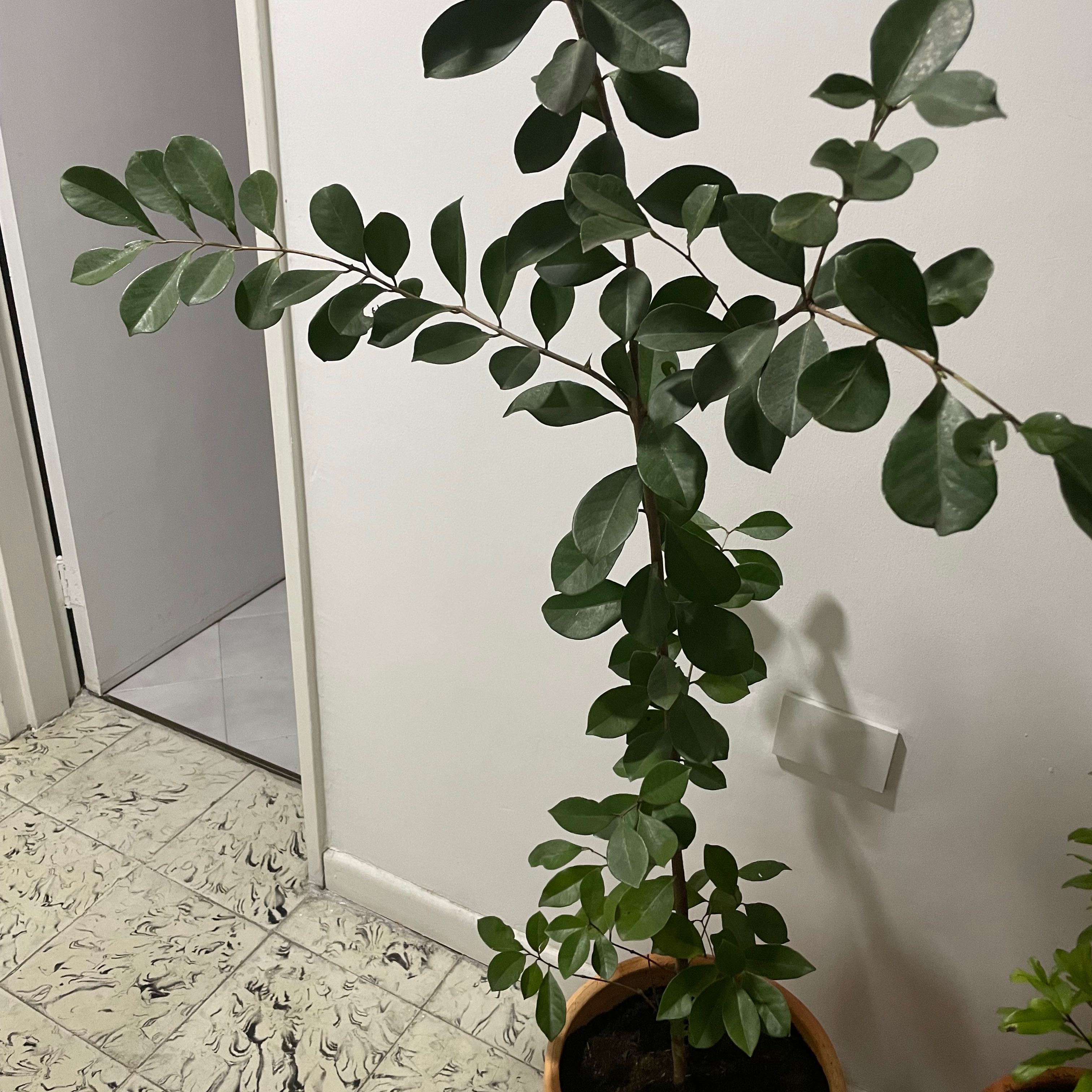 Photo of the plant species Purple Forest Guava by @BlazingKohleria named Terra on Greg, the plant care app