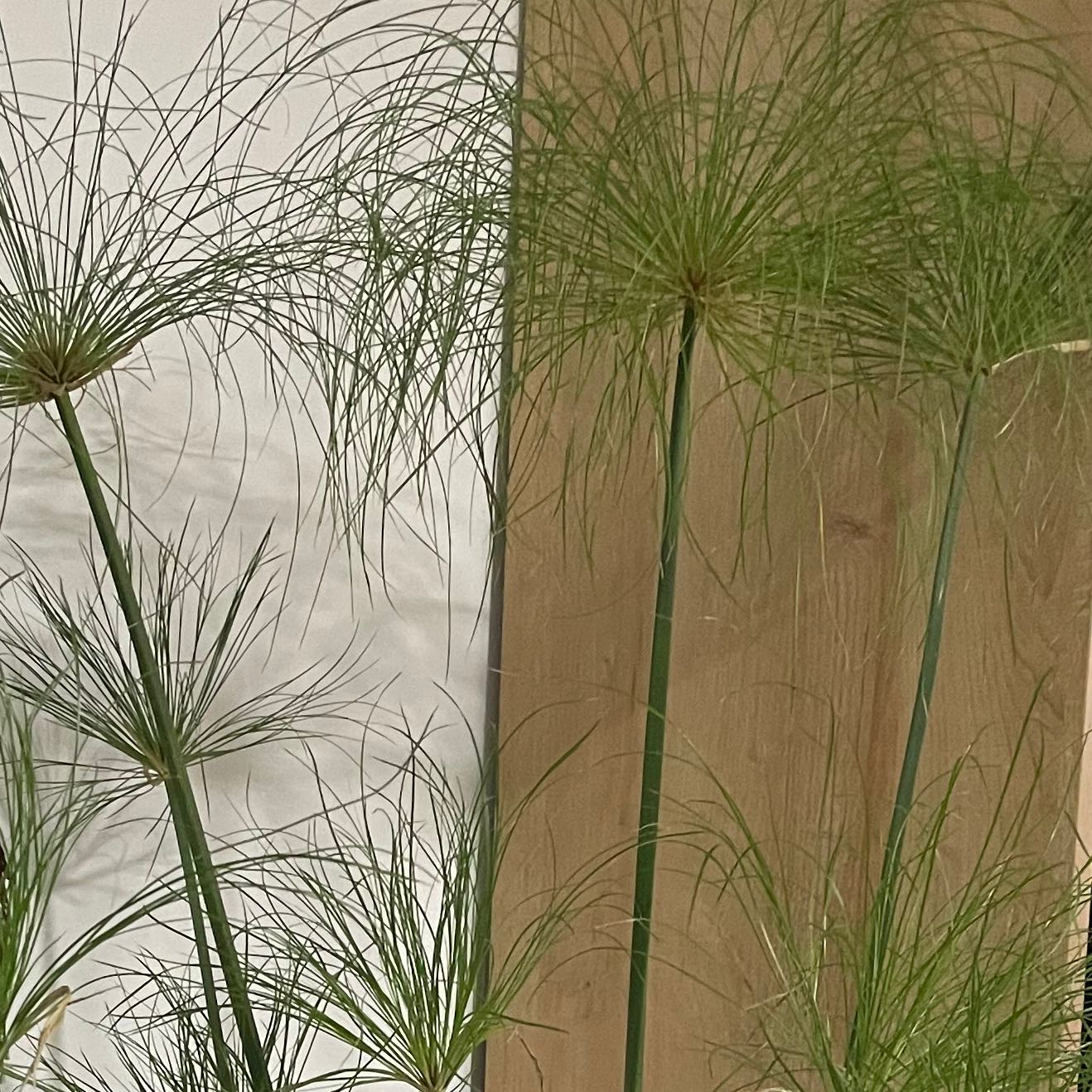 Papyrus plant with tall green stems and umbrella-like clusters of fine leaves.
