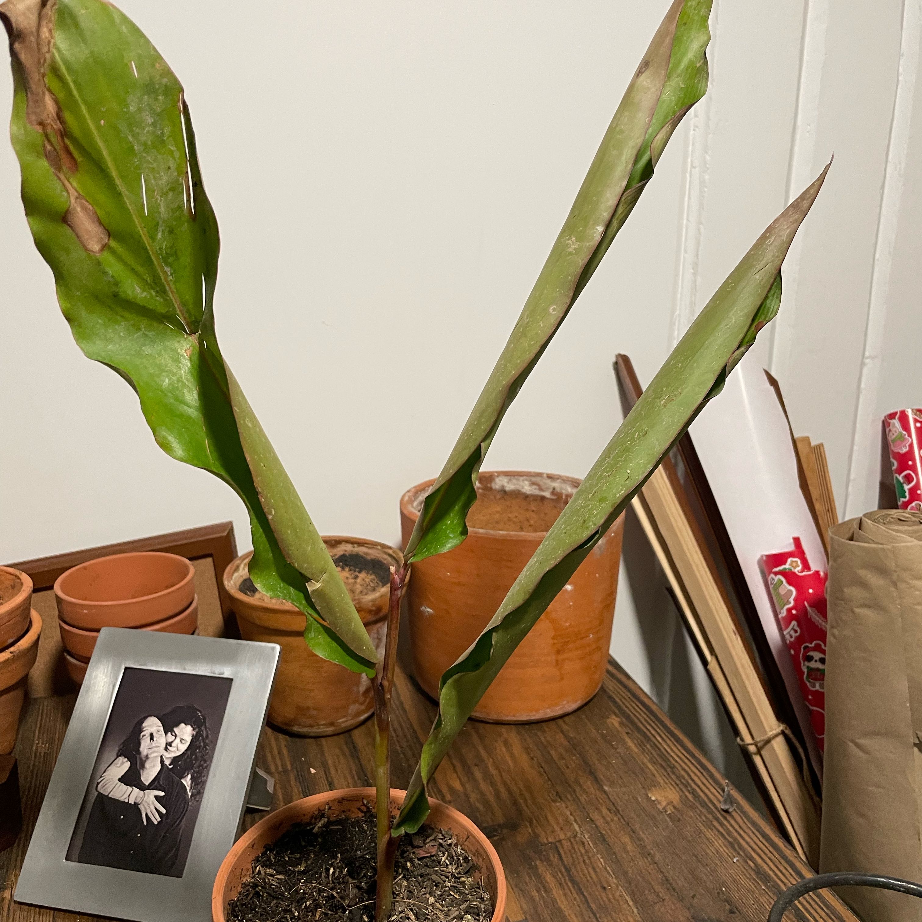 Photo of the plant species Red Torch Ginger by @BlazingKohleria named Denali on Greg, the plant care app