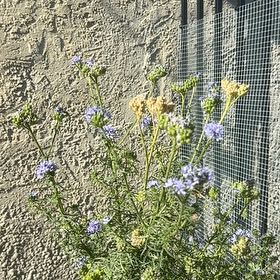 Photo of the plant species Lacy Phacelia by @NiceSagopalm named Oscar on Greg, the plant care app