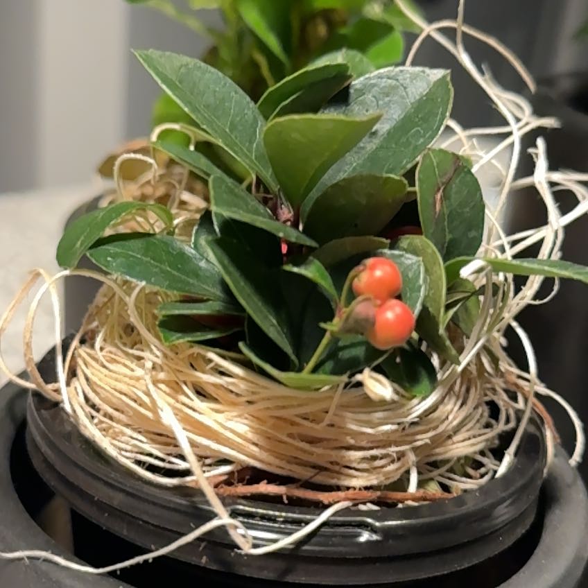 Eastern Teaberry plant with dark green leaves and red berries in a nest-like structure.