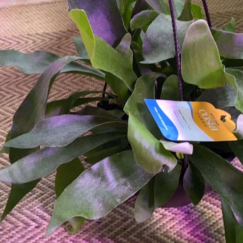 Photo of the plant species platycerium netherlands by @LadyBugRN named Bigleef Smalls on Greg, the plant care app
