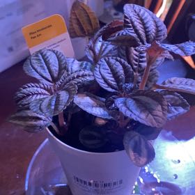 Photo of the plant species Silver Friendship Plant by @LadyBugRN named Bella on Greg, the plant care app