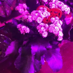 Photo of the plant species Calandiva by @LadyBugRN named Gaga on Greg, the plant care app