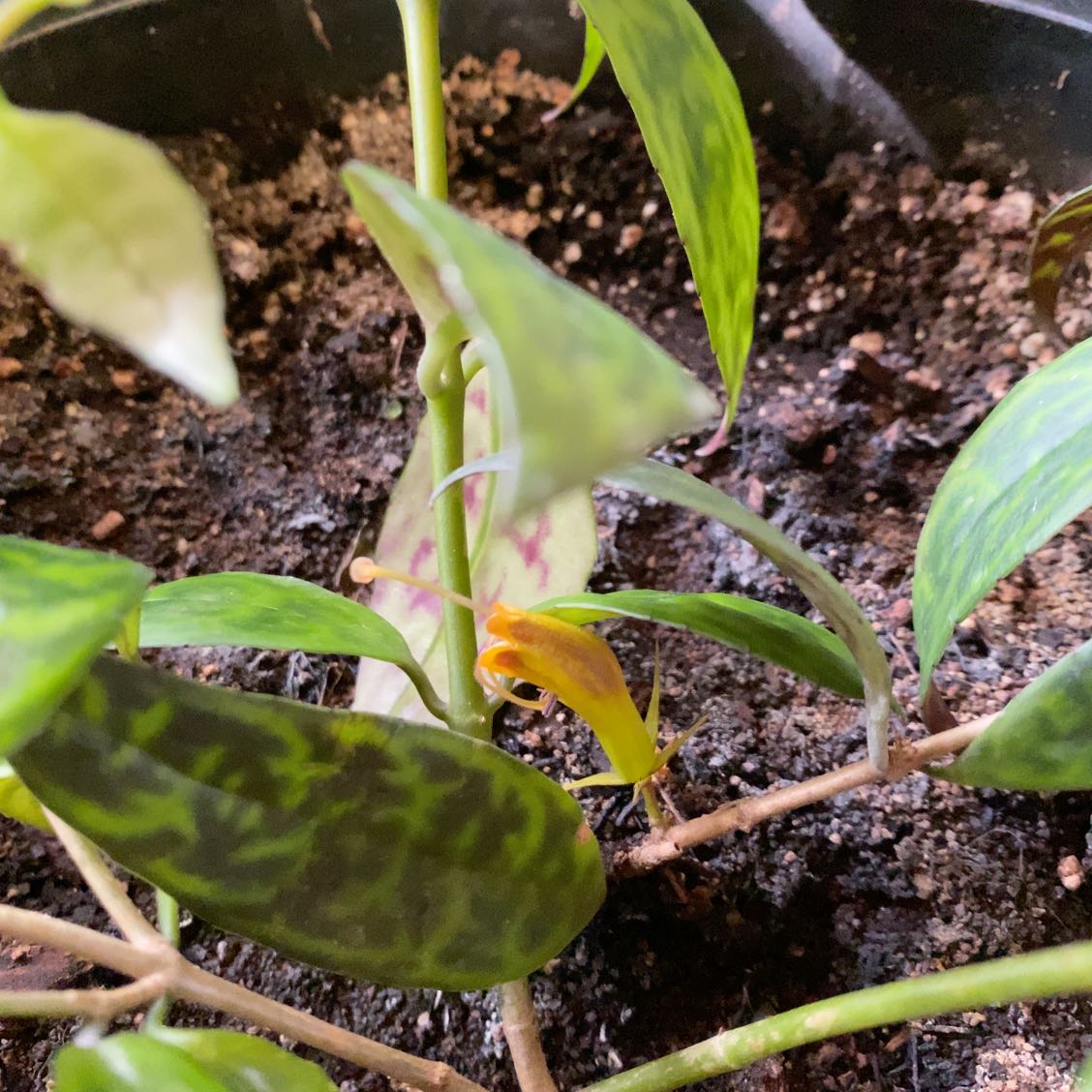 Photo of the plant species Orange Lipstick Plant by @Grandma2nine named Lipstick on Greg, the plant care app