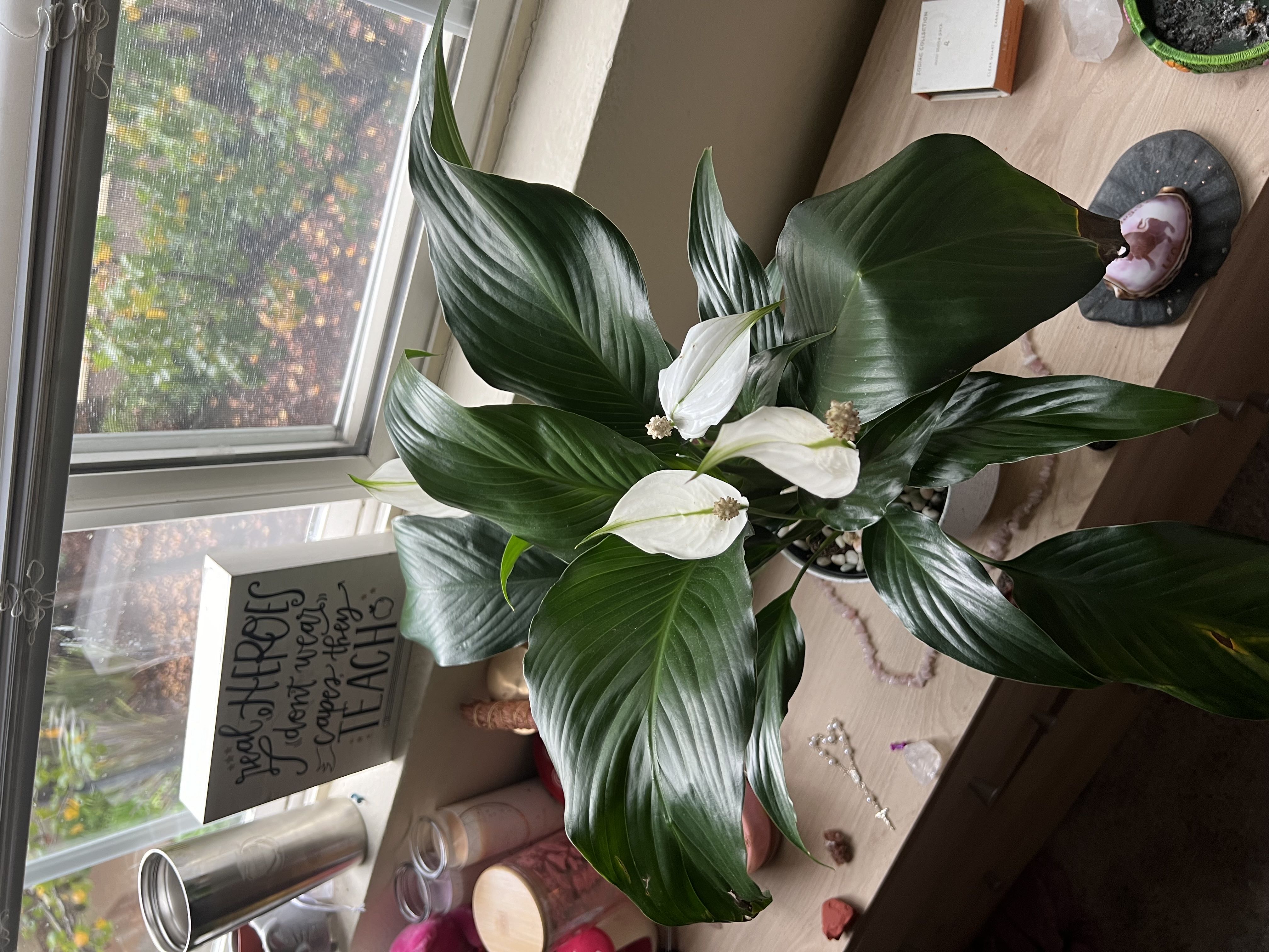 Photo from the post