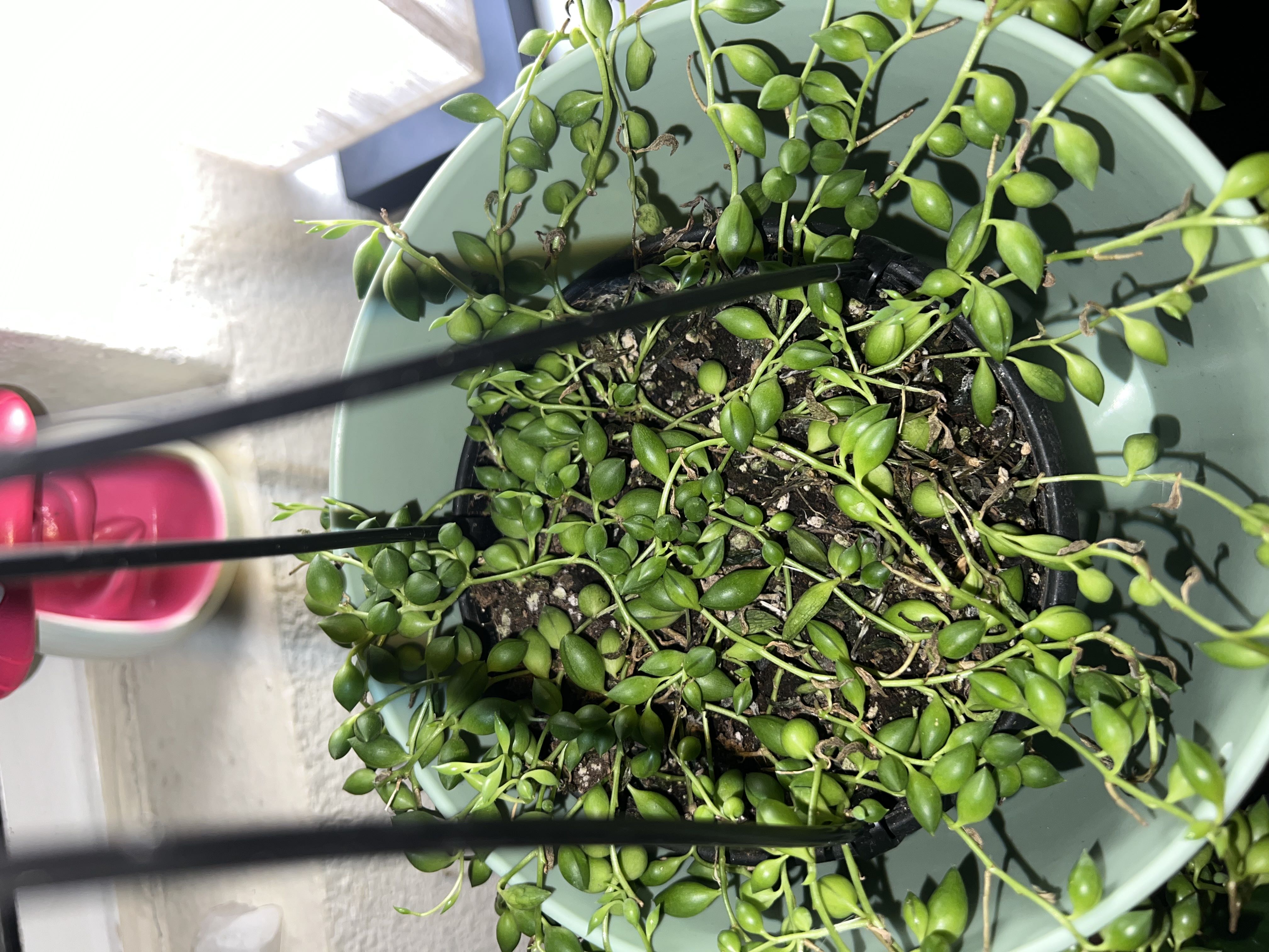 Photo from the post