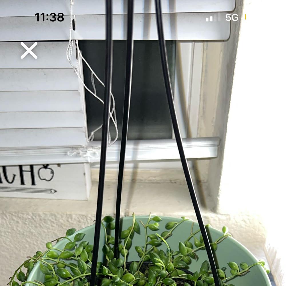 String of Pearls Plant Care: Water, Light, Nutrients