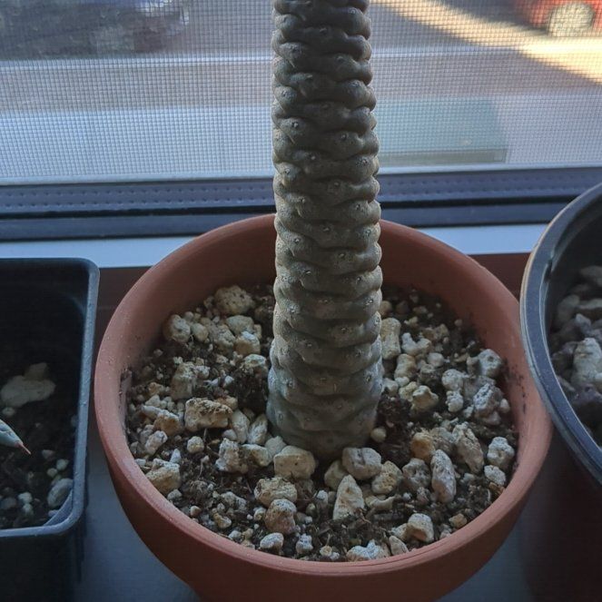Photo of the plant species Pine Cone cactus by @BuffTaciveria named Messi on Greg, the plant care app
