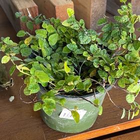 Photo of the plant species fig ivy by @AdeptBushlily named Cleopatra on Greg, the plant care app