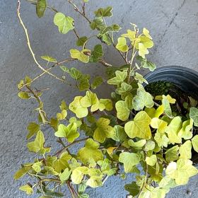 Photo of the plant species Baltic Ivy by @AdeptBushlily named Sherlock on Greg, the plant care app