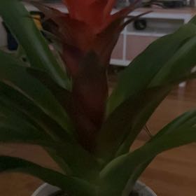 Photo of the plant species Bromeliad Medusa by @HipLakesedge named Zeus on Greg, the plant care app