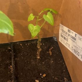 Photo of the plant species Sweet Caroline Purple Sweet Potato by @HipLakesedge named Sproutacus on Greg, the plant care app