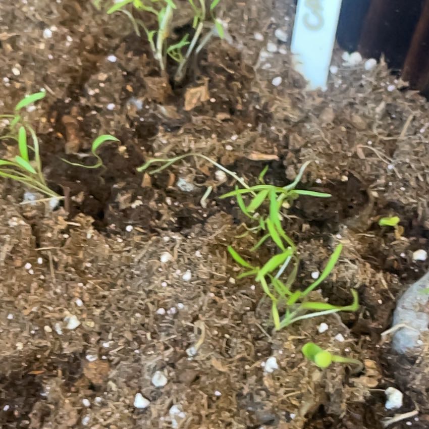 Photo of the plant species Carrot by @HipLakesedge named Miley on Greg, the plant care app
