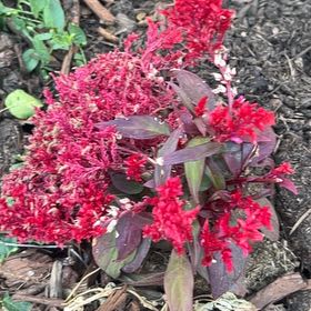 Photo of the plant species Dragons Breath by @HipLakesedge named Emerson on Greg, the plant care app