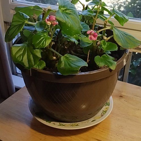 Photo of the plant species Cocktail Vodka Wax Begonia by @HeadCrassula named Kristen on Greg, the plant care app