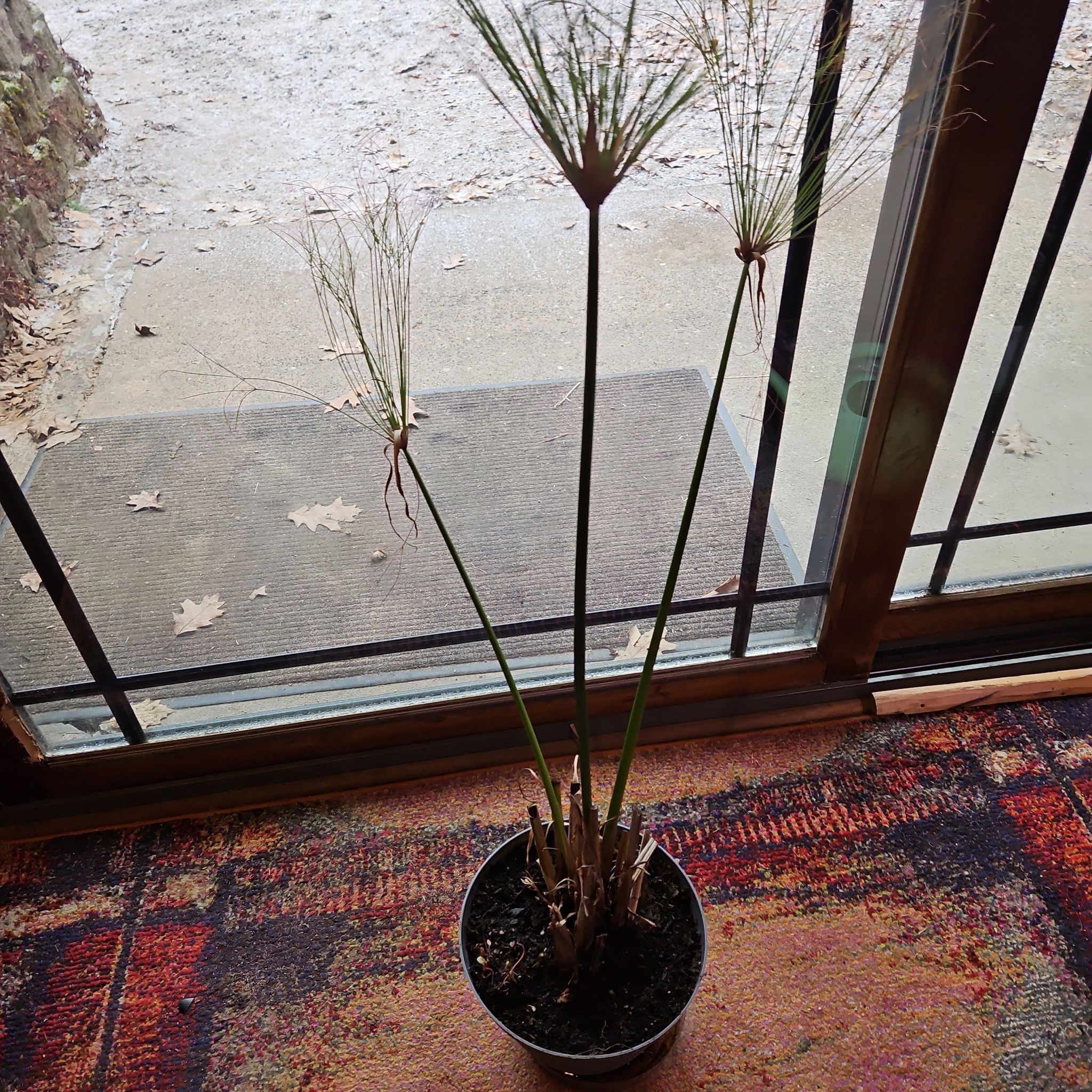 Potted Papyrus plant indoors near a window with some dry stems.