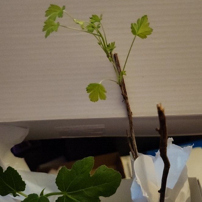 Plant care for Golden Currant on Greg, the plant care app