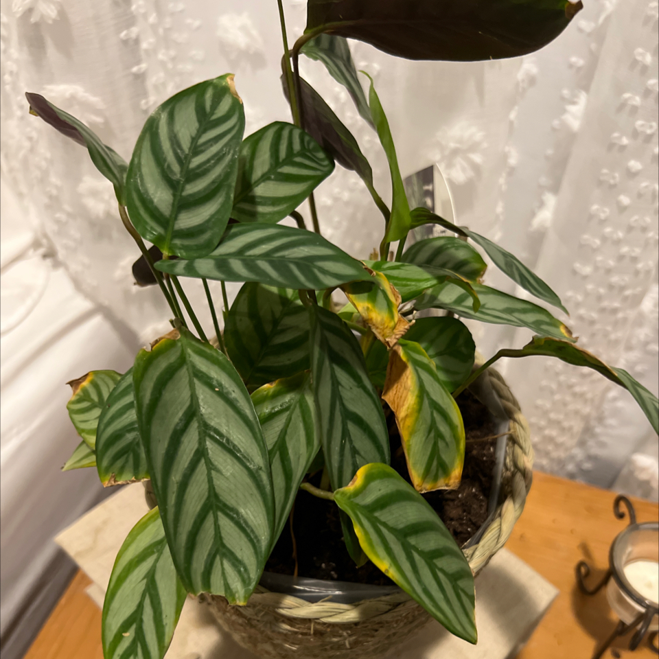 Photo of the plant species Feather Touch Calathea by @ModernGinger named Leonardo on Greg, the plant care app