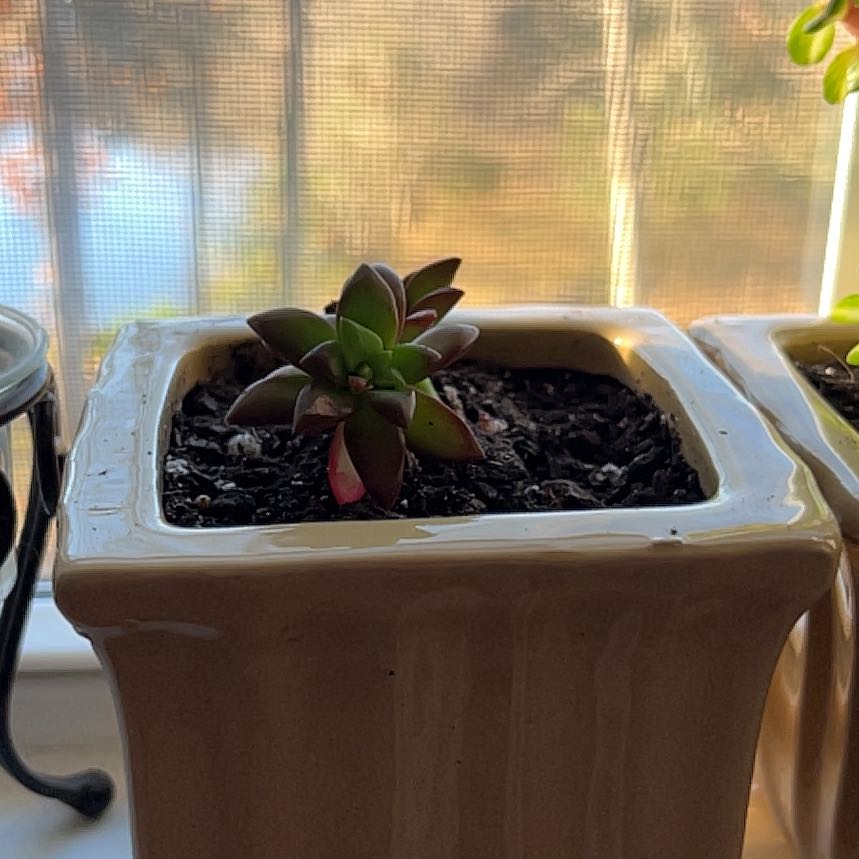 Photo of the plant species Aeonium 'Starburst' by @ModernGinger named Stella on Greg, the plant care app