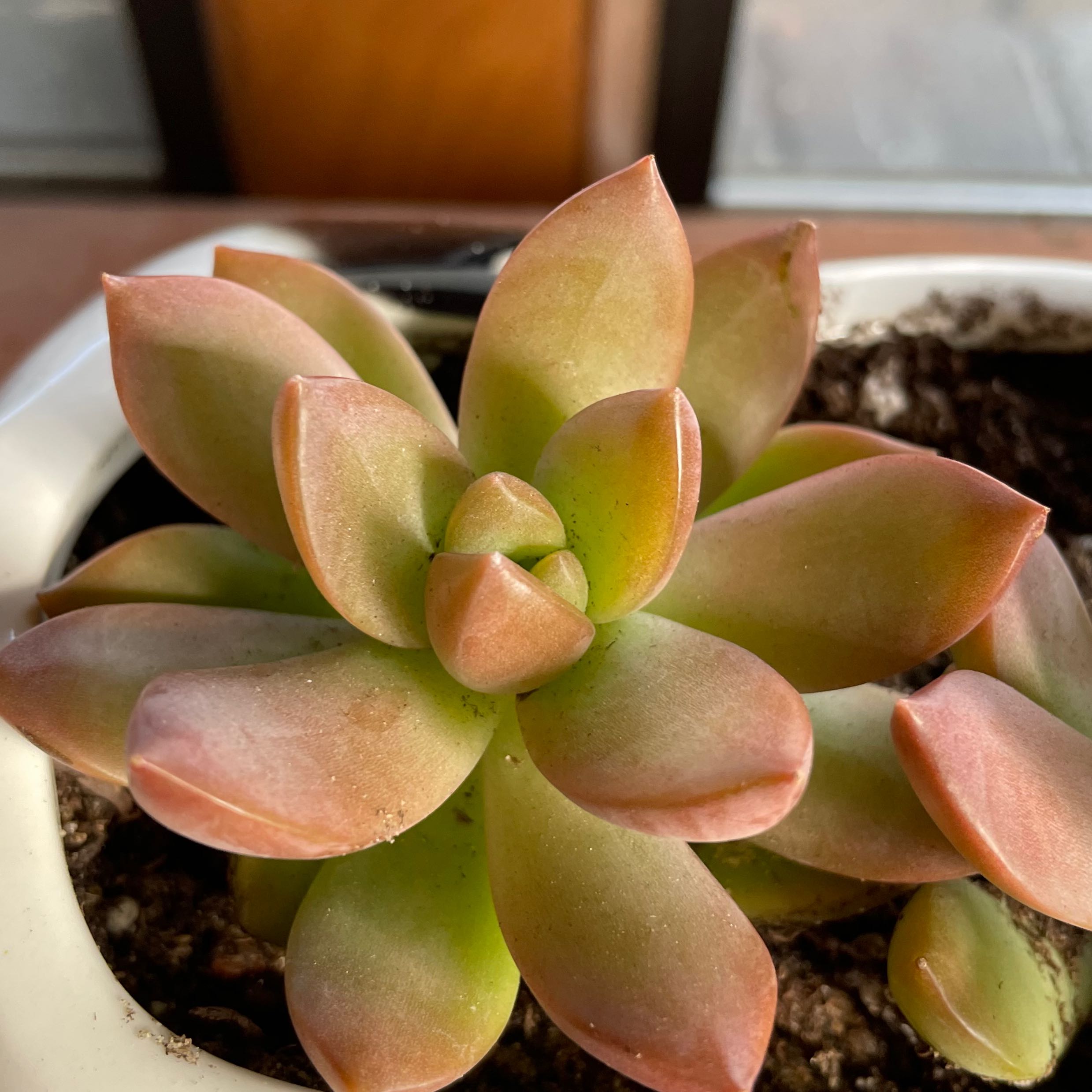 Graptosedum 'Copper Glow' succulent with reddish-green leaves in a pot.