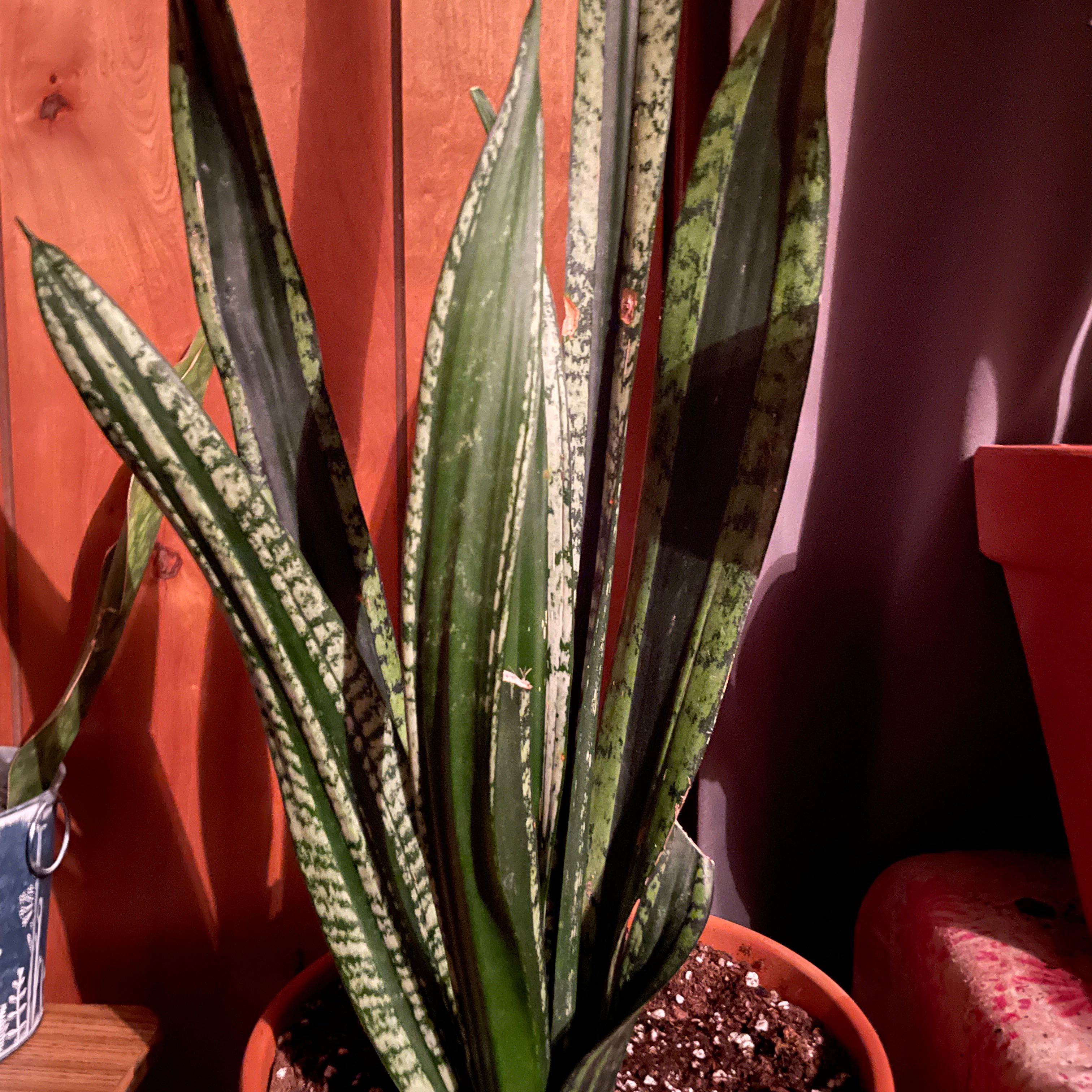 Photo of the plant species Green Mermaid Snake Plant by @pearlyy named Ariel on Greg, the plant care app