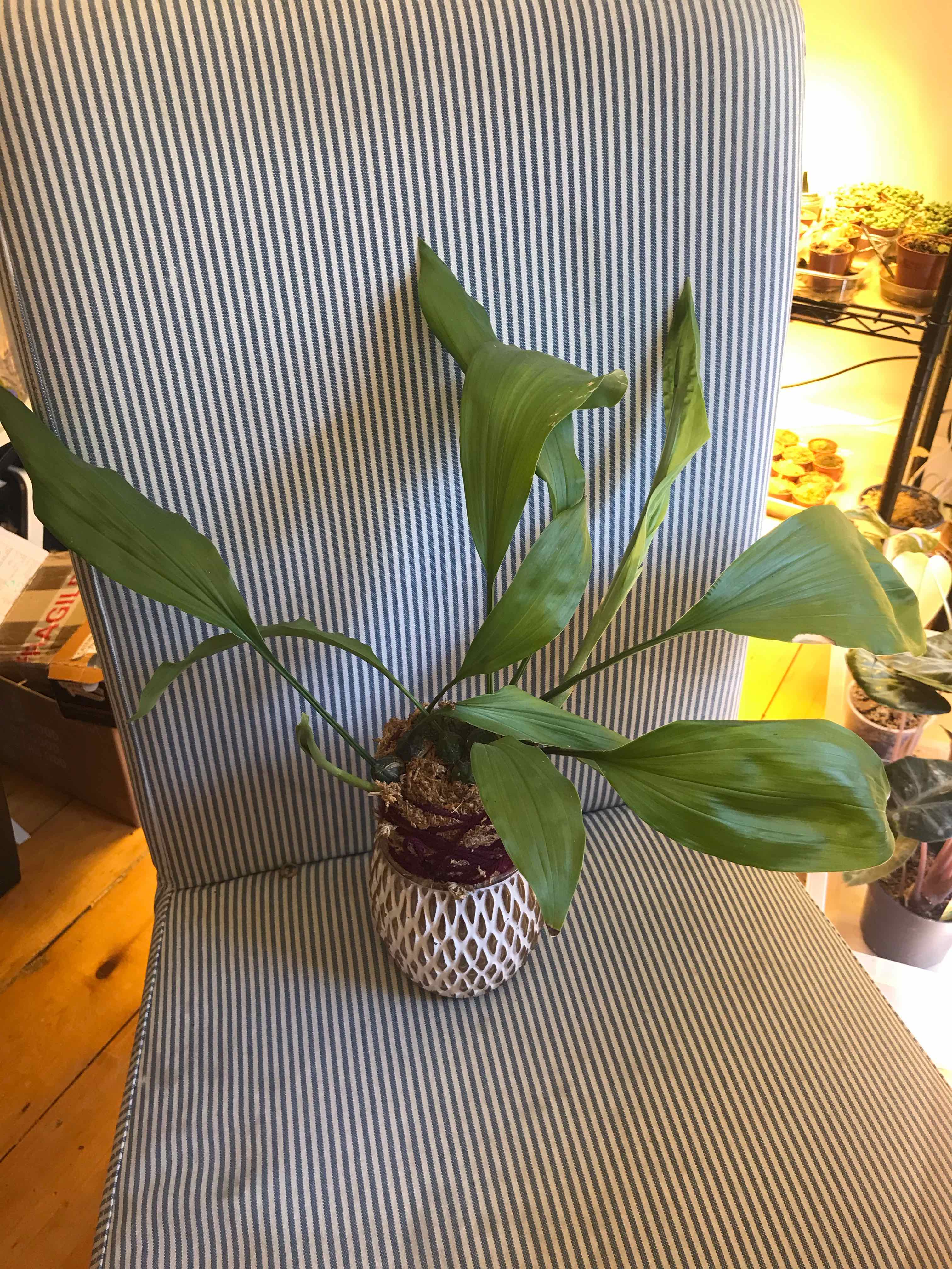 Plant care for Bamboo Orchid on Greg, the plant care app