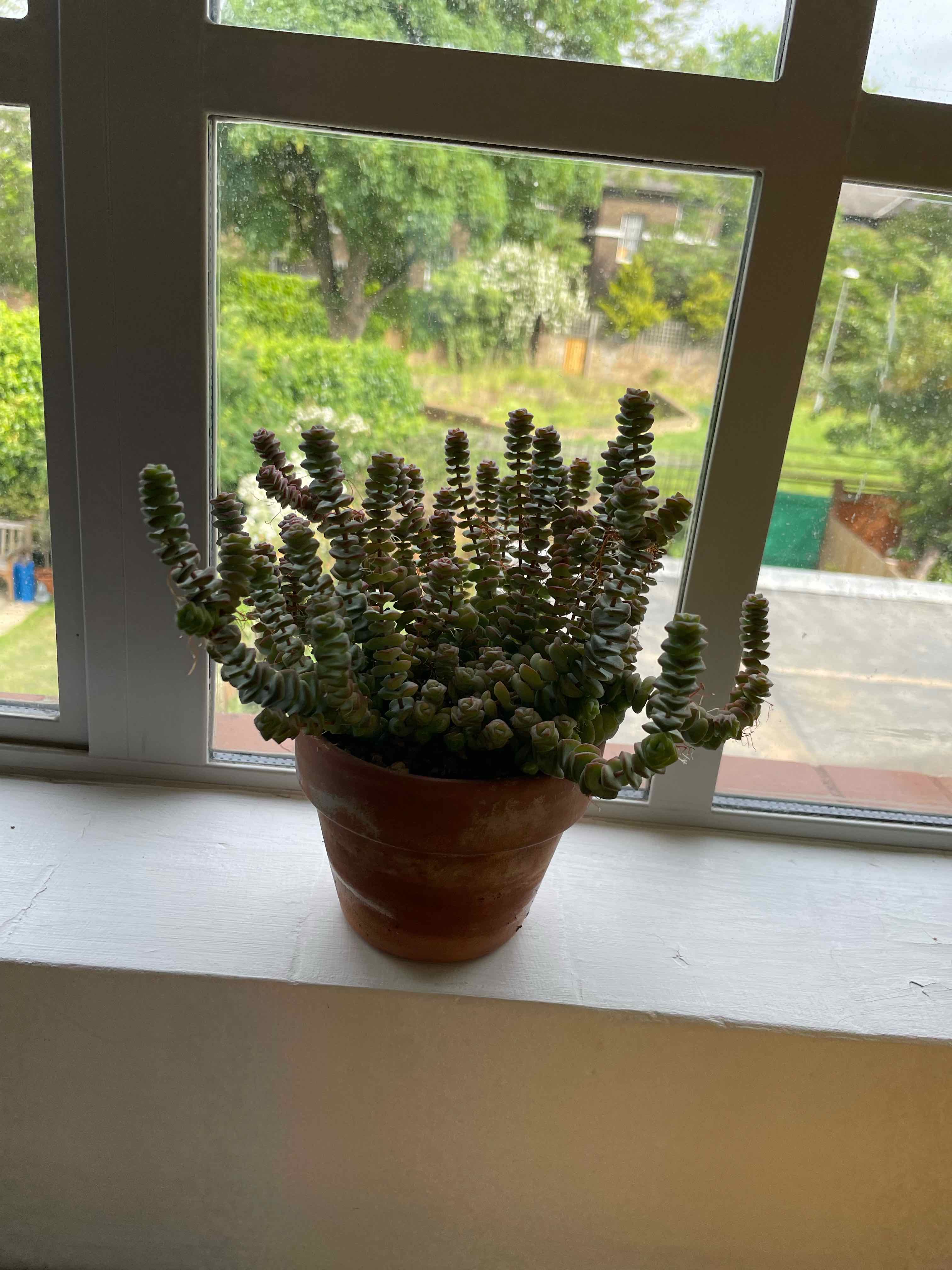 A healthy Jade Necklace plant in a pot on a windowsill with an outdoor view.