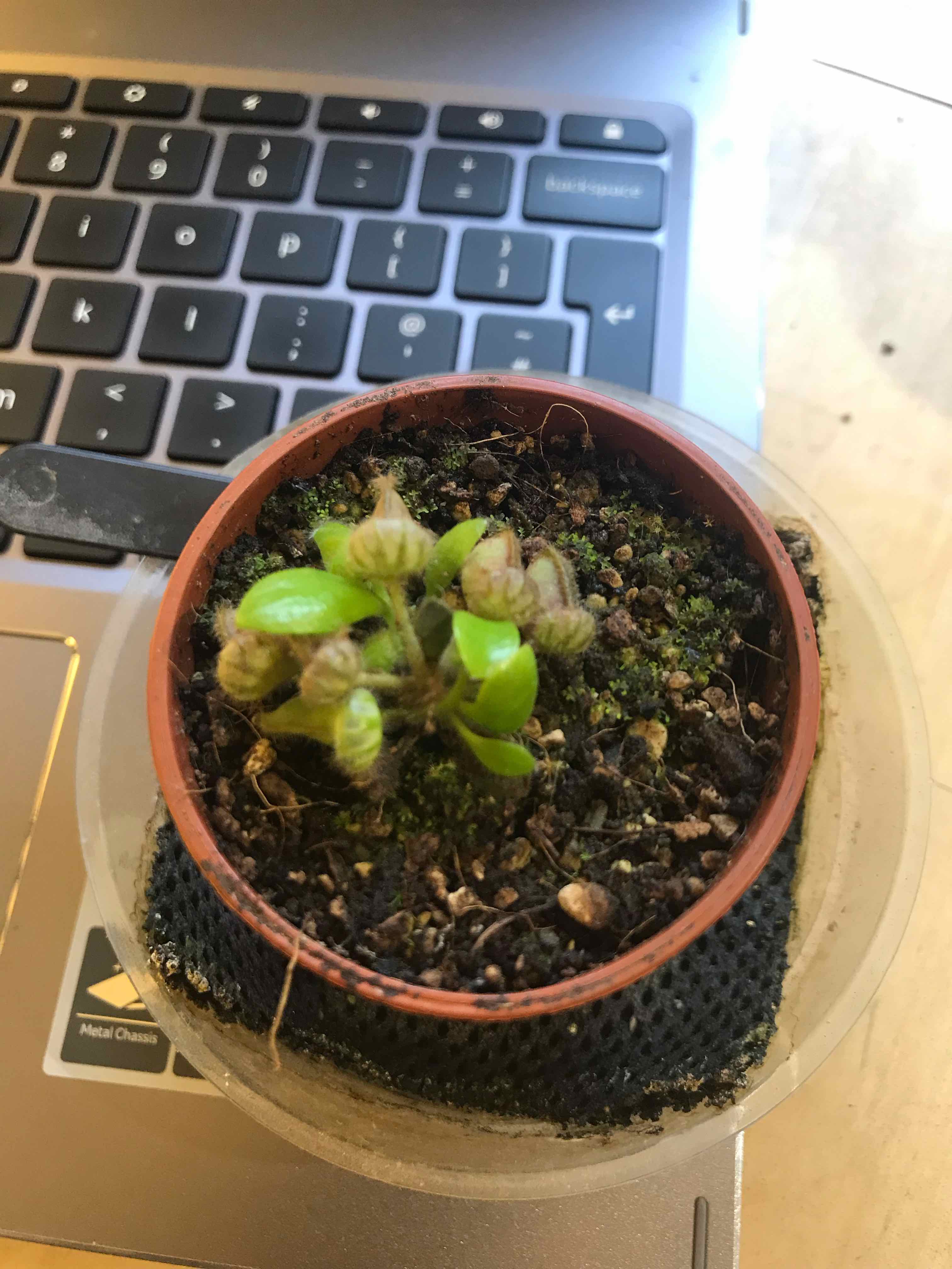 Plant care for Buttercup Oxalis on Greg, the plant care app