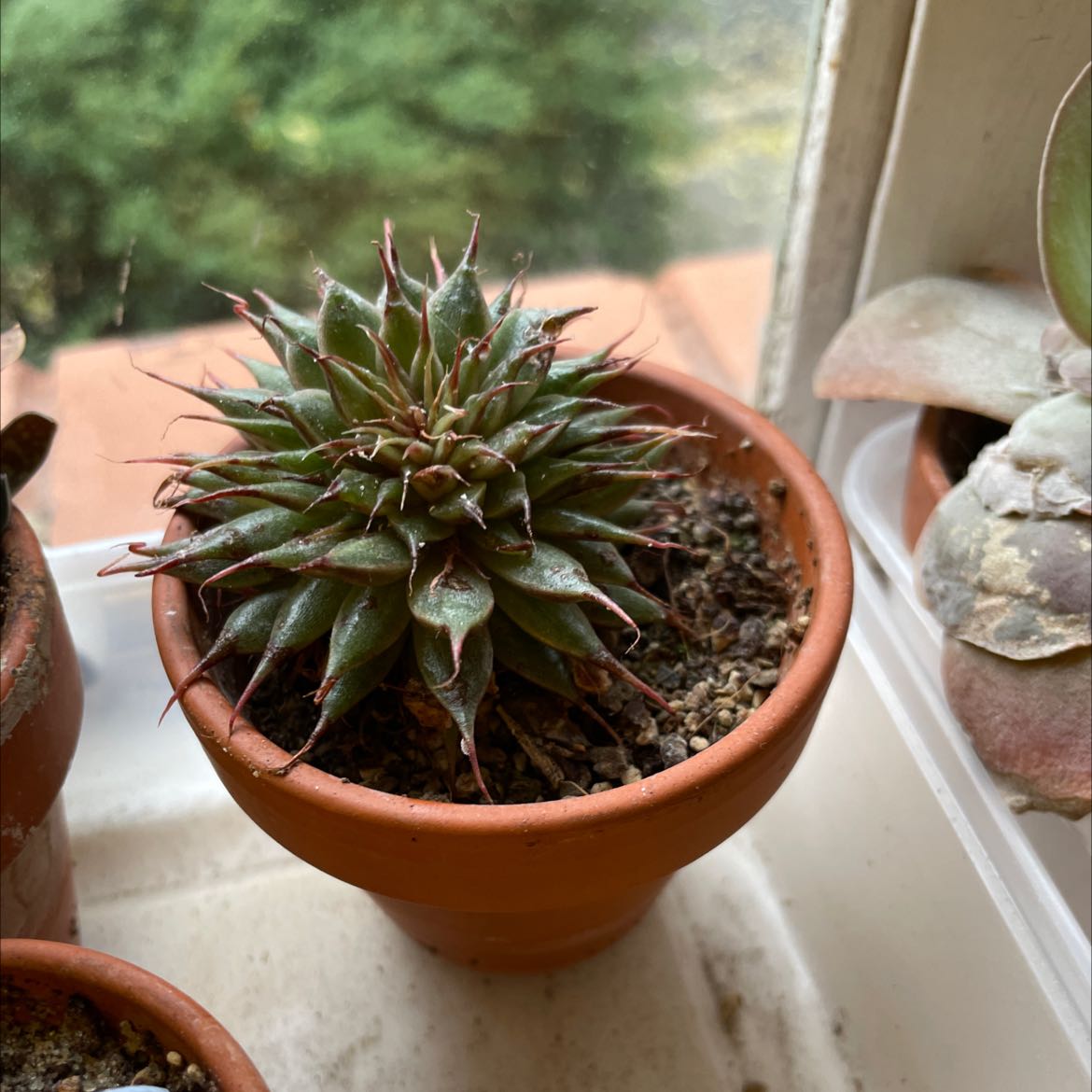 Photo of the plant species Graptopetalum filiferum by @Tinyurbanfarmer named Bellus on Greg, the plant care app