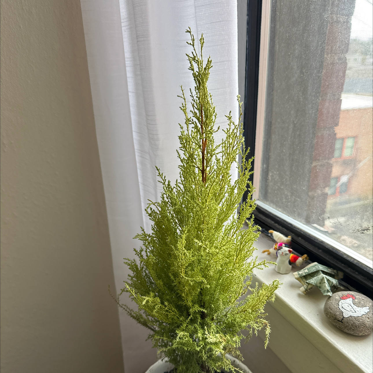 Cupressus macrocarpa plant near a window with vibrant green foliage.