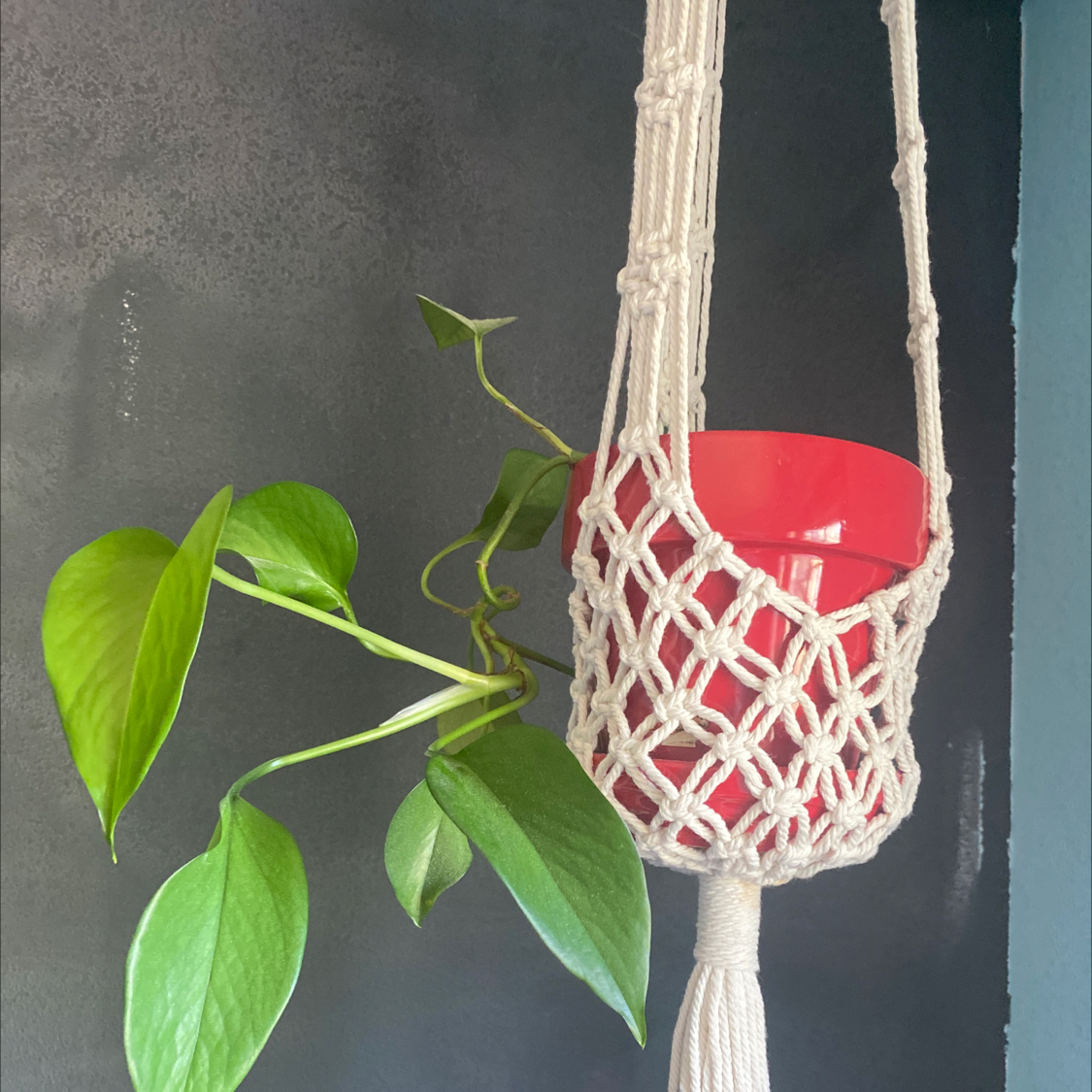 Taro Vine plant photo by @mad_lizzie named raina on Greg, the plant care app.