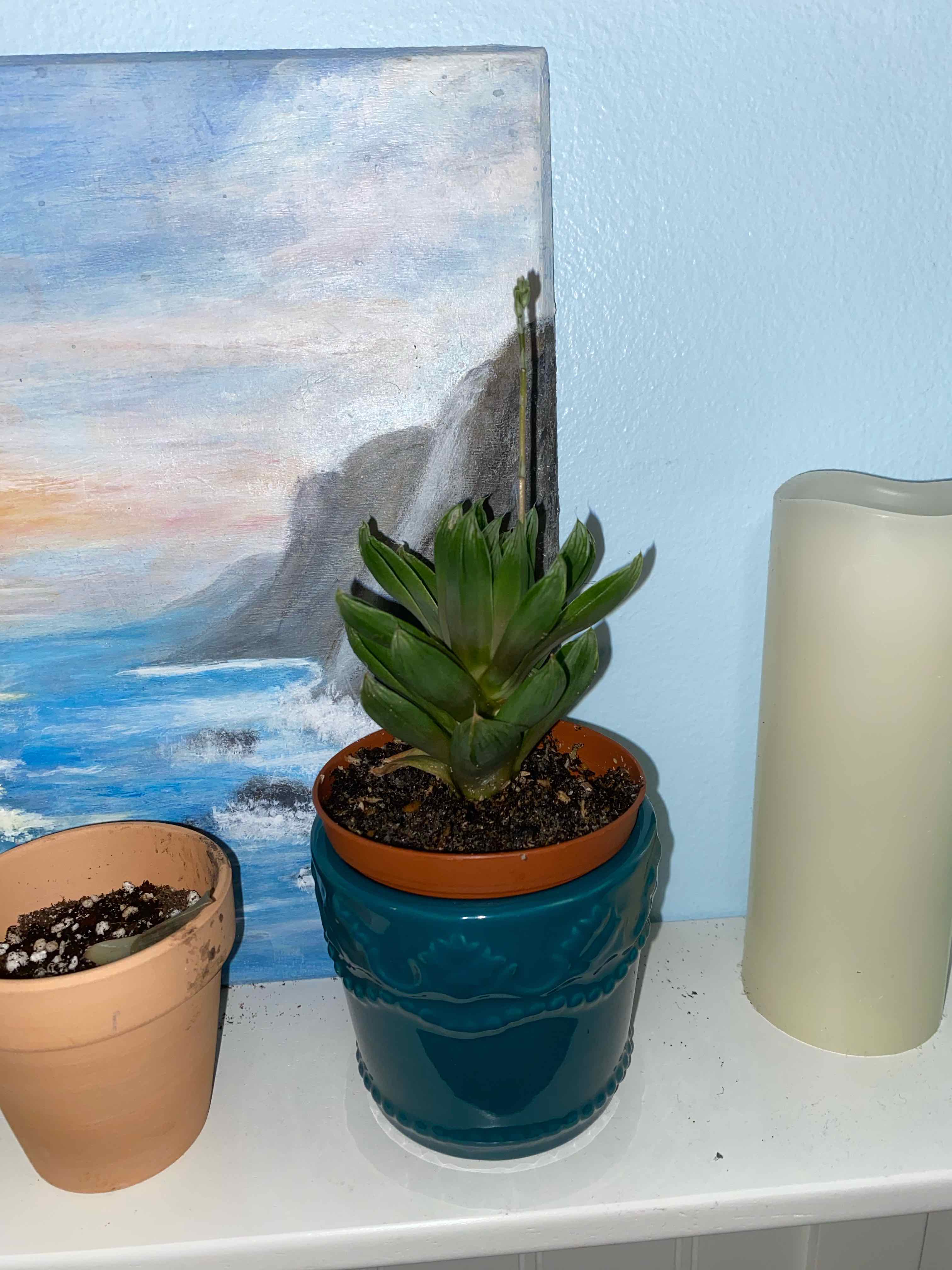 Potted Cathedral Window Haworthia on a shelf with a painting and candle in the background.