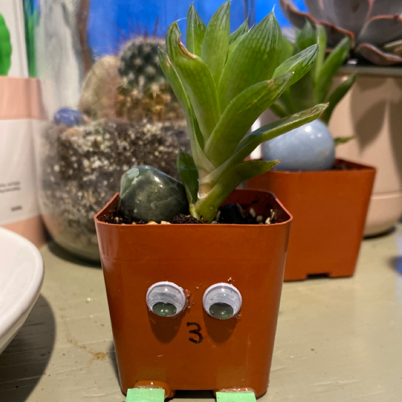 Cathedral Window Haworthia in a small pot with googly eyes, surrounded by other plants.